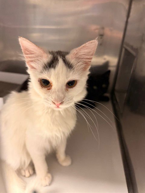 BUNNY - Domestic Short Hair available for adoption