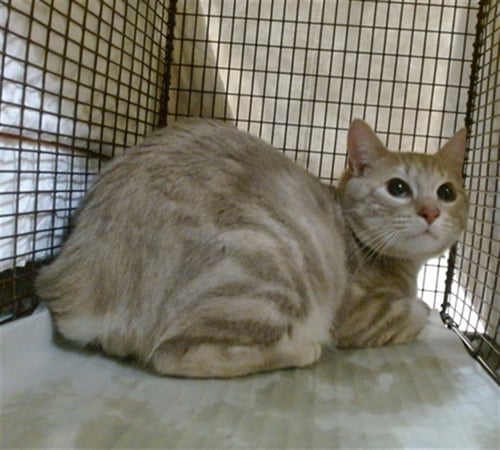BOOMER - Domestic Short Hair available for adoption
