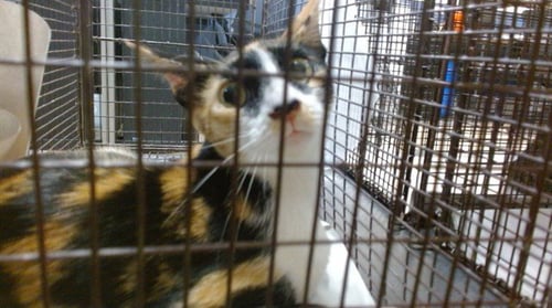 KHALIFA - Domestic Short Hair available for adoption