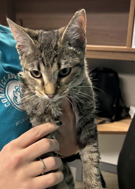 BELLA - Domestic Short Hair available for adoption