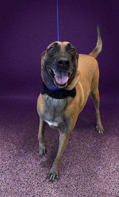 RUBY - Belgian Shepherd Malinois available for adoption