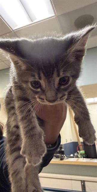 SMOKEY - Domestic Short Hair available for adoption