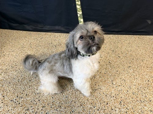 CHUCKY - Maltese / Shih Tzu available for adoption