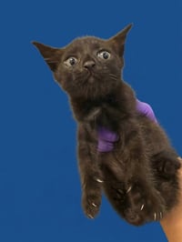 THACKERY - Photo 1