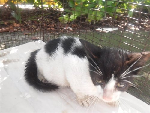 A2818456 - Domestic Short Hair available for adoption