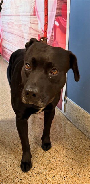 ARNOLD - Labrador Retriever available for adoption