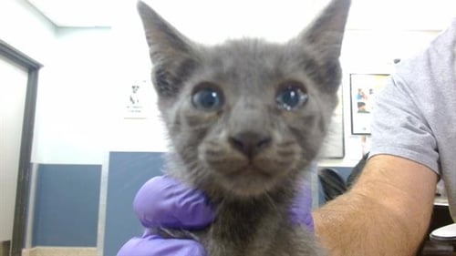 BLUEY - Russian Blue available for adoption