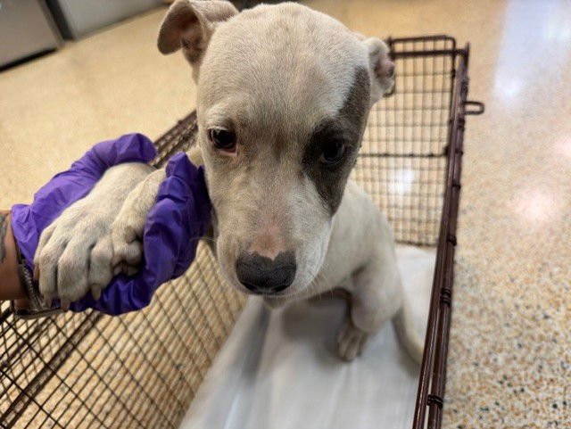 CANDY - American Bulldog available for adoption