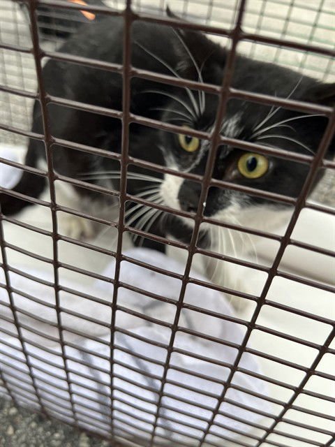 RAIN - Domestic Short Hair available for adoption