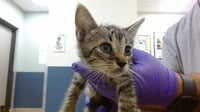 BANDIT - Photo 1