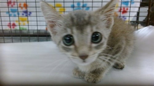 SUZY - Domestic Short Hair available for adoption