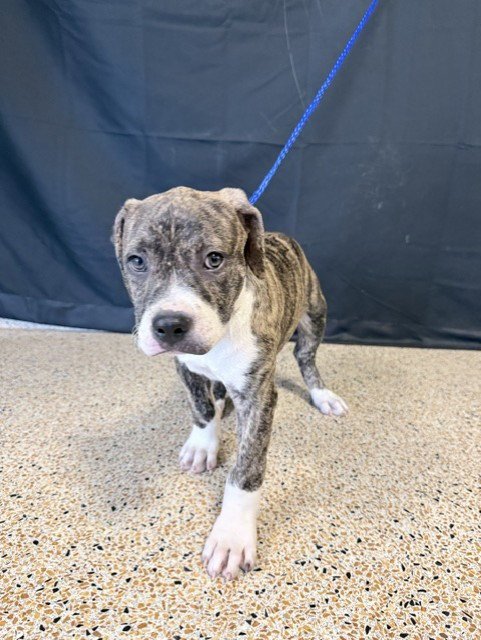 BRODY - American Bulldog available for adoption