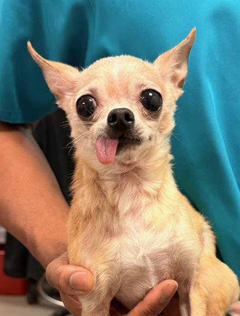 TICO - Chihuahua available for adoption