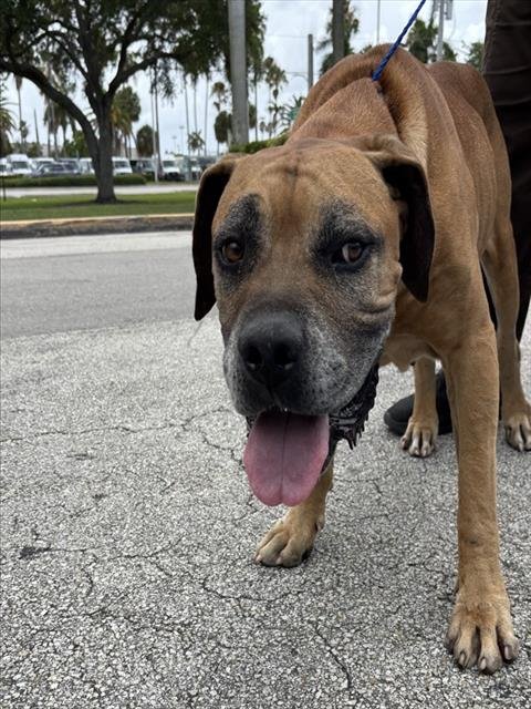 HERCULES - Mastiff available for adoption
