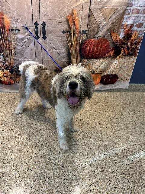 CAPTAIN - Old English Sheepdog available for adoption