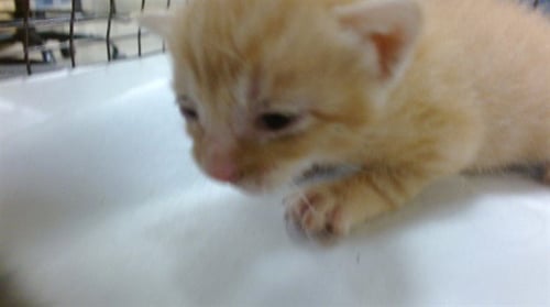 CLOVER - Domestic Short Hair available for adoption