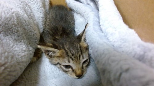 MALLOU - Domestic Short Hair available for adoption