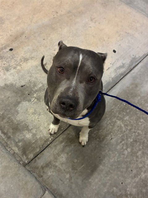 MIKE - Pit Bull Terrier available for adoption