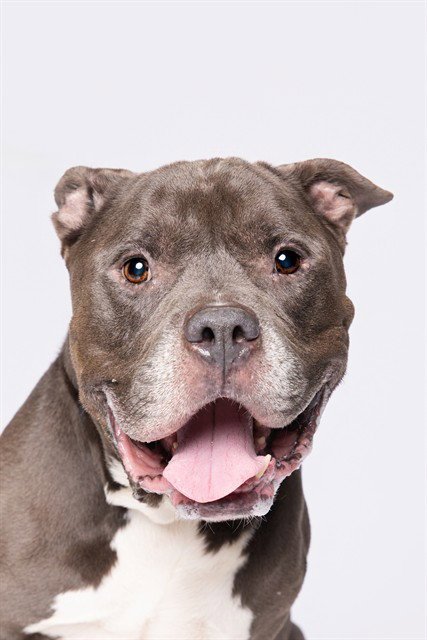 TANK - American Bulldog available for adoption