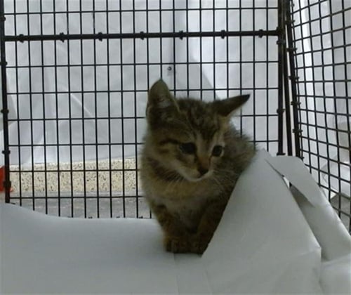 POLIE - Domestic Short Hair available for adoption