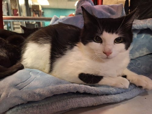 TURBO - Domestic Short Hair available for adoption