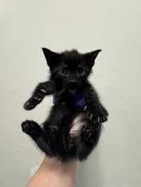 GAMBIT - Photo 1