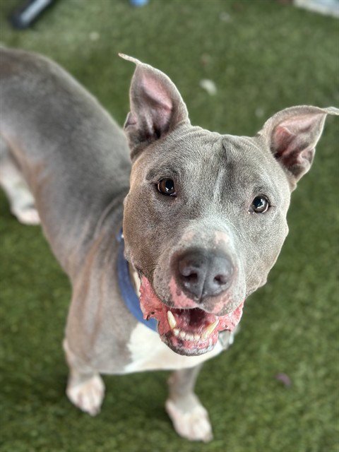 GUS - Pit Bull Terrier for adoption in Hialeah