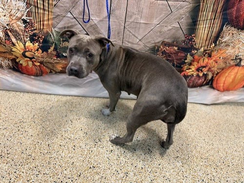 FLOWER - Pit Bull Terrier available for adoption