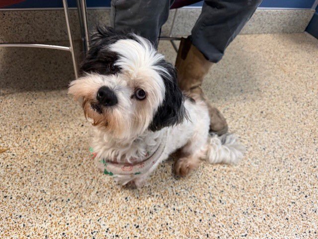 BALI - Maltese available for adoption