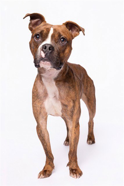 RAJ - Boxer available for adoption