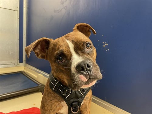 RAJ - Boston Terrier available for adoption