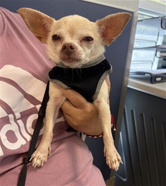 BRUNO - Chihuahua available for adoption