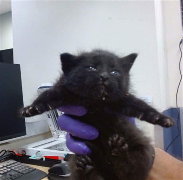 CHESTER - Domestic Short Hair available for adoption