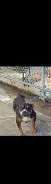 CAFE - American Bulldog available for adoption