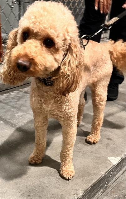 CHUCKY - Golden Retriever / Poodle (Standard) available for adoption