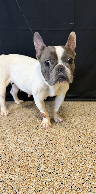 LUNA - French Bulldog available for adoption