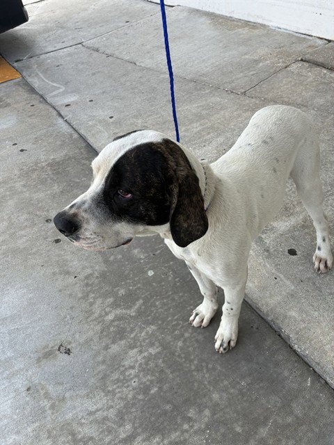 PANCHITO - Presa Canario available for adoption