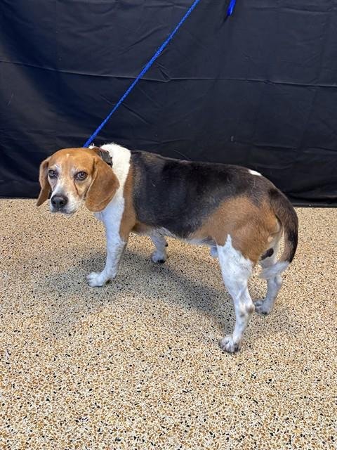 CANELO - Beagle available for adoption