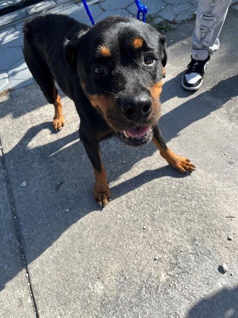 ALY - Rottweiler available for adoption