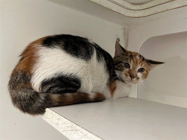 CAMILA - Domestic Short Hair available for adoption