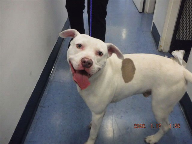 CHESTER - American Bulldog available for adoption
