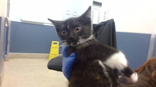 RANCH - Domestic Short Hair available for adoption