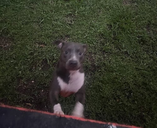 BELLA - Pit Bull Terrier available for adoption