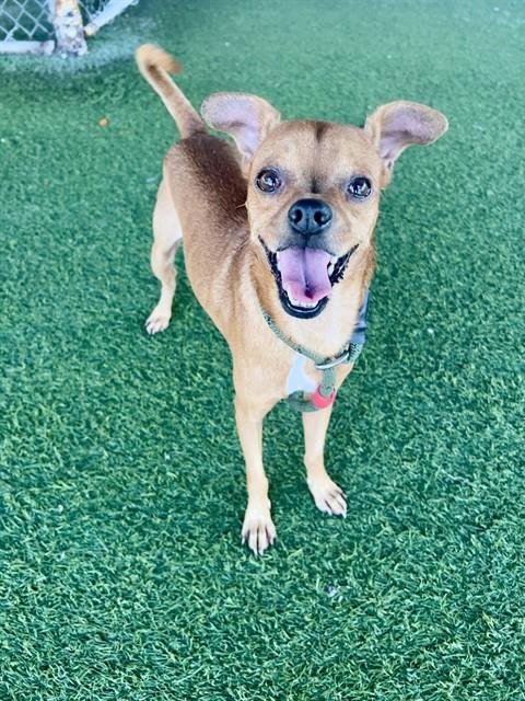 JESSIE - Chihuahua available for adoption
