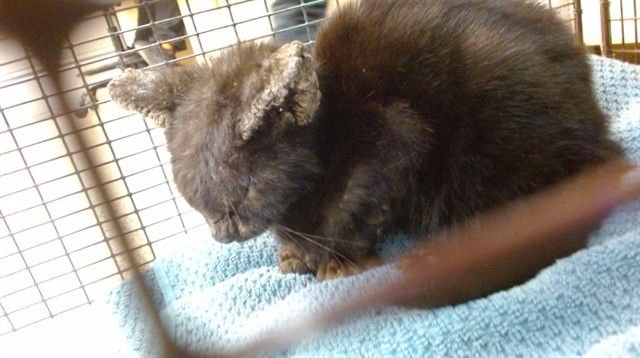 BLUEY - Domestic Short Hair available for adoption