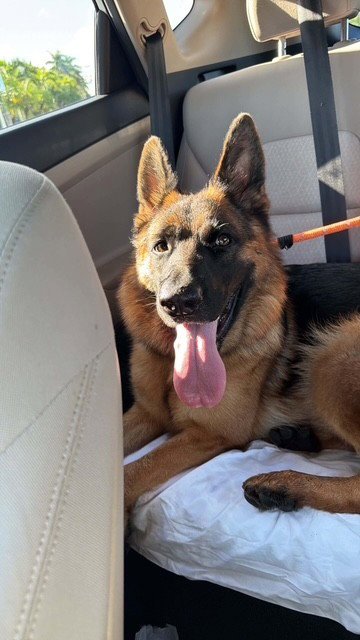 STELLA - German Shepherd Dog available for adoption