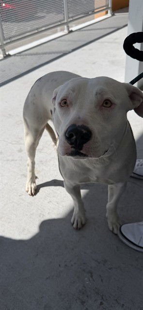 CAROLINE - American Bulldog available for adoption