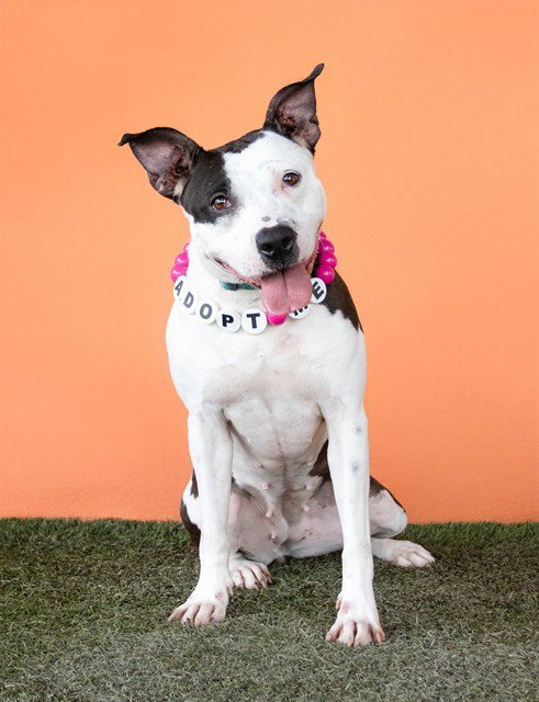 MILY - American Pit Bull Terrier available for adoption