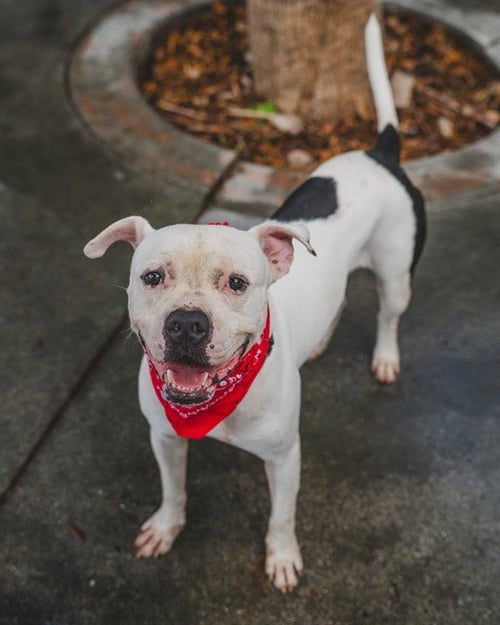 BINX - American Bulldog available for adoption