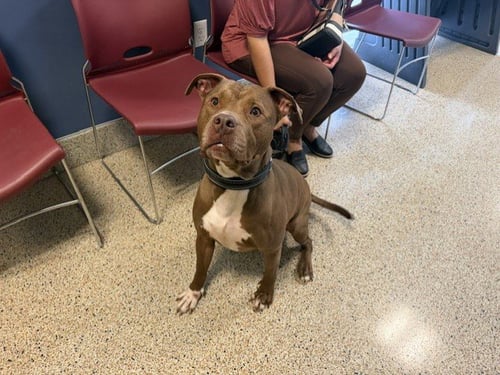 LEX - American Pit Bull Terrier available for adoption